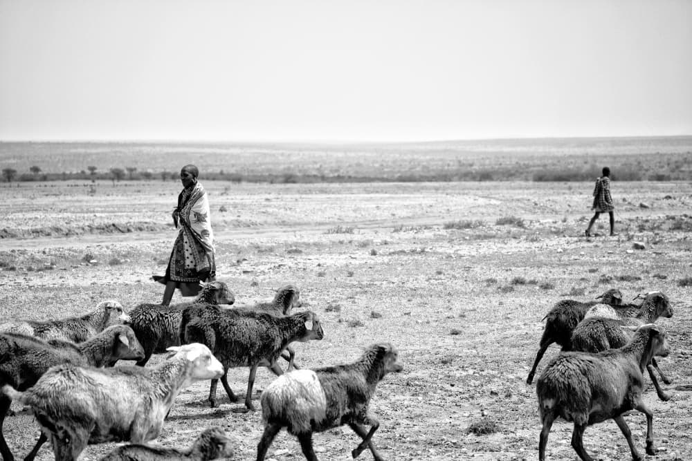 Desert Shepherd and Flock by Lorenzo Grifantini — canvas wall art