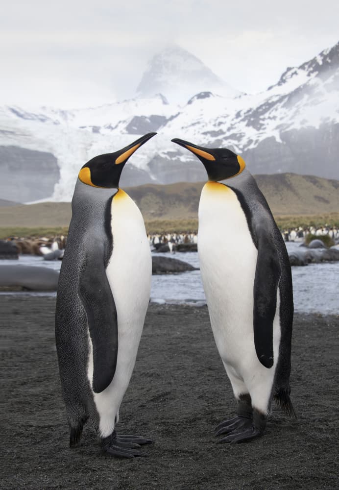 King Penguins Together by Jimmy Yang — canvas wall art