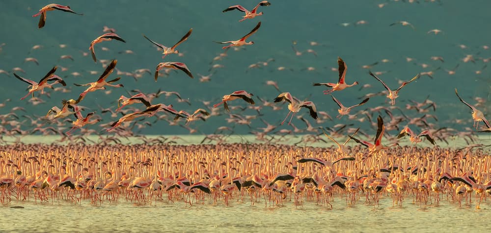 Pink Flamingo Flock by David Hua — canvas wall art