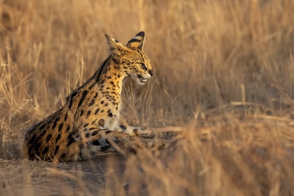 Serval in Golden Grass by Jun Zuo — canvas wall art