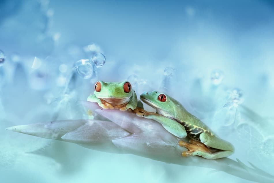 Serene Red-Eyed Frogs by Wil Mijer — canvas wall art