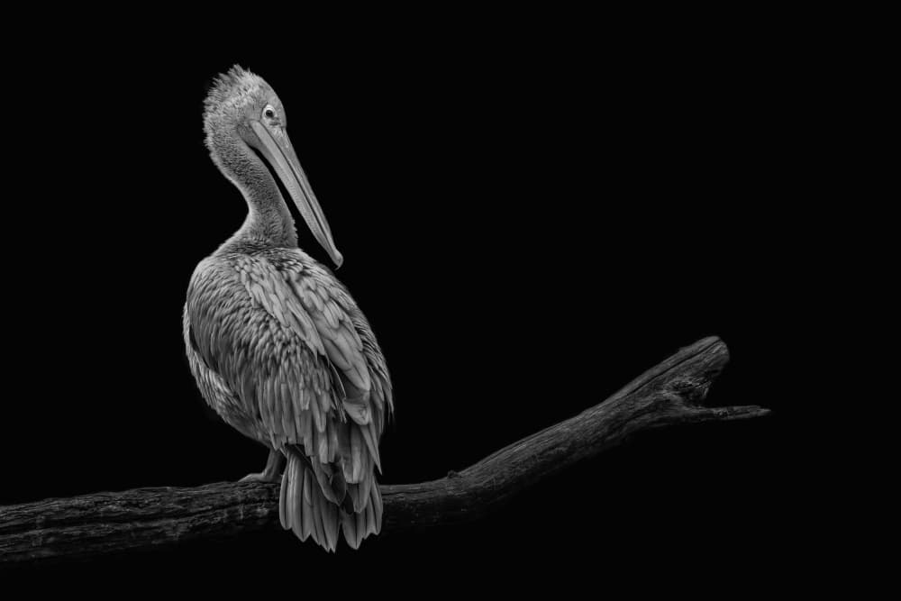 Monochrome Pelican Serenity by Hardik Pandya — canvas wall art