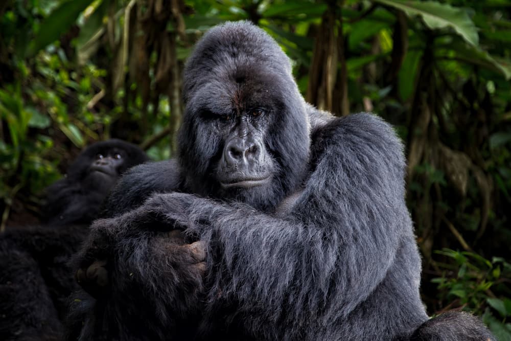 Silverback And Baby Gorilla by Raffi Bashlian — canvas wall art