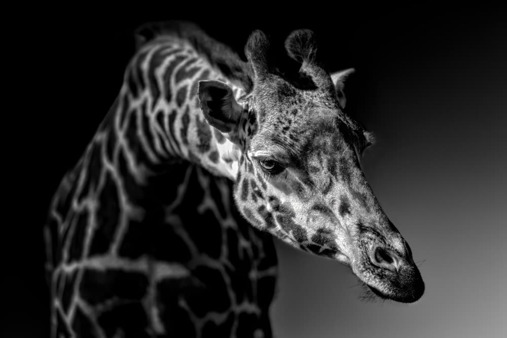 Graceful Giraffe Portrait by Alex Zhao — canvas wall art