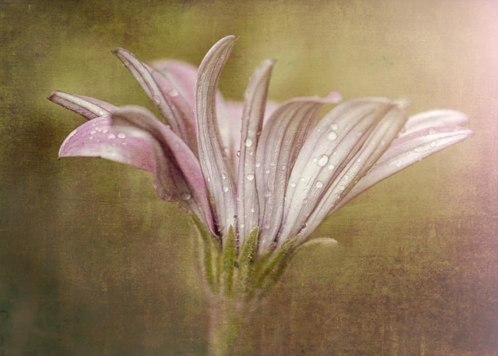 Delicate Dewdrop Bloom by Susan Moss — canvas wall art