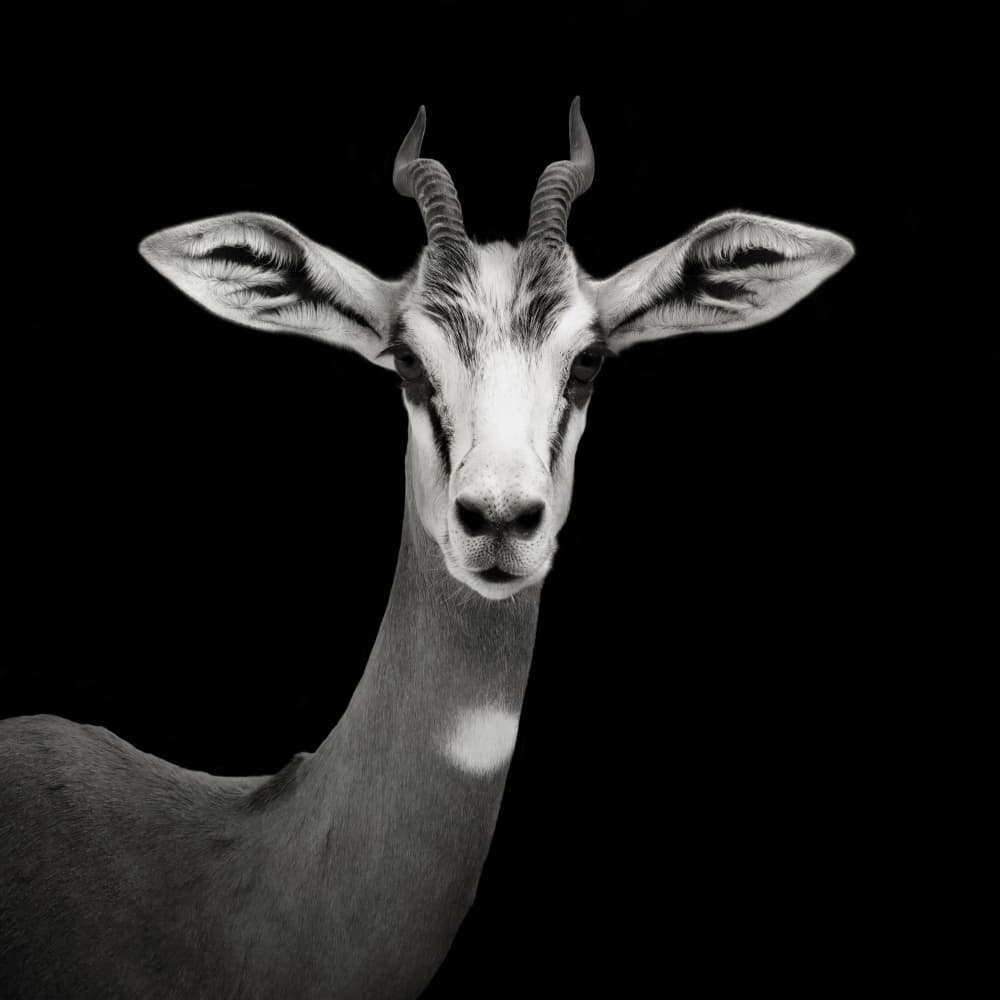 Elegant Gazelle Portrait by Mathilde Guillemot — canvas wall art