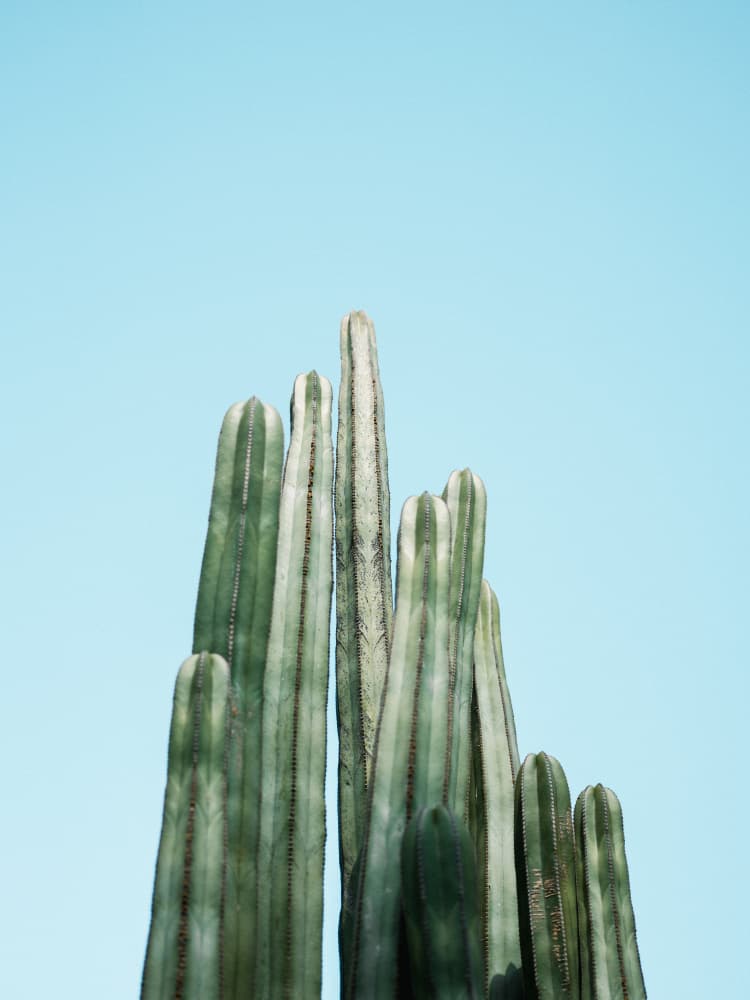 Cacti by Raisa Zwart — canvas wall art