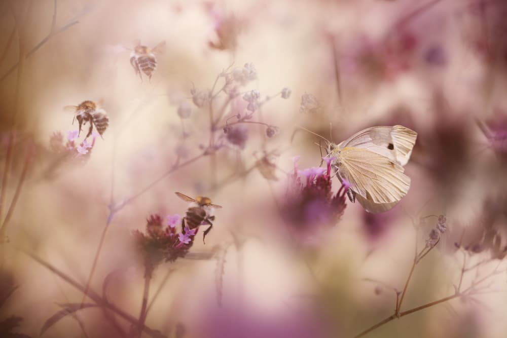 Ethereal Garden Blooms by Ellen van Deelen — canvas wall art