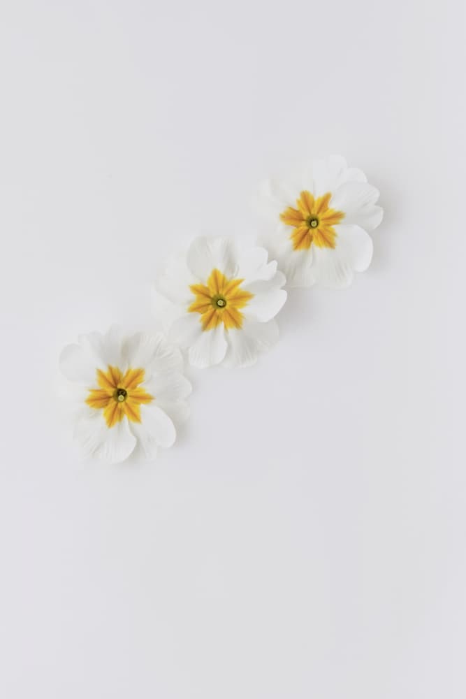 Three White Blossoms by Lynann Colligan — canvas wall art