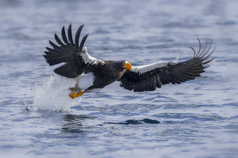 Steller's Eagle Hunt by Raymond Ren Rong Liu — canvas wall art