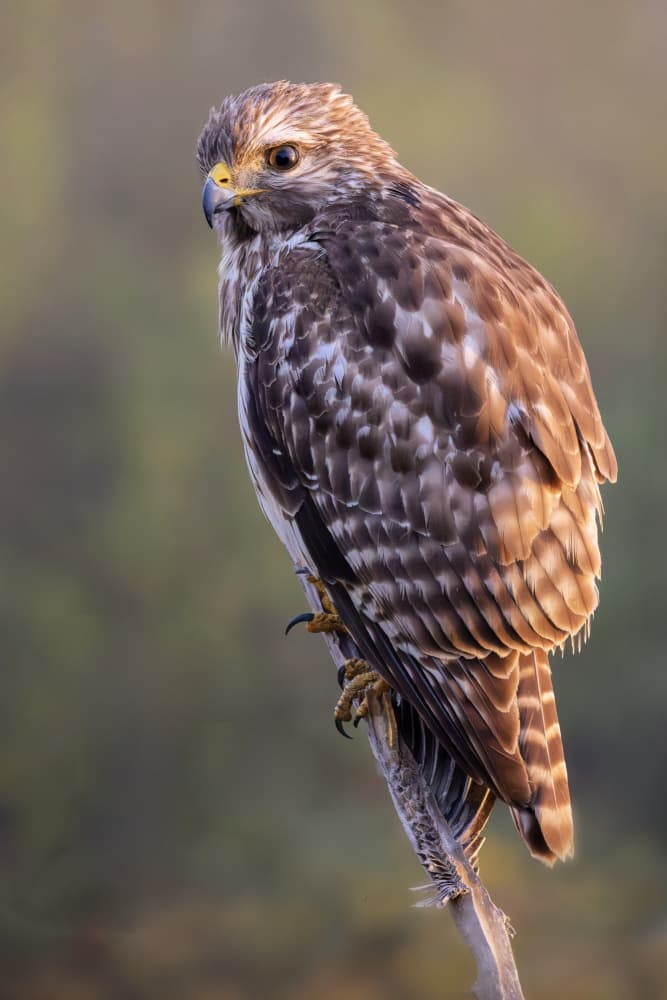 Watchful Wild Hawk by Linda D Lester — canvas wall art
