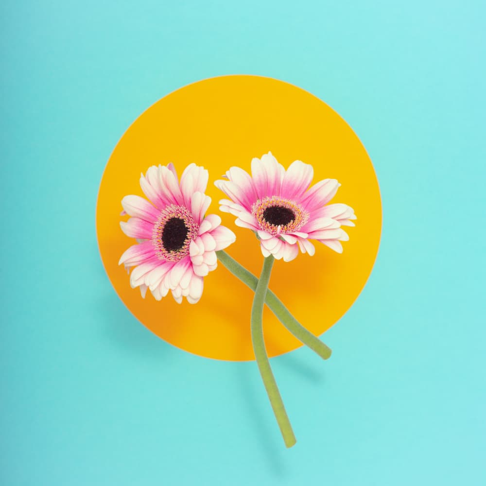 Vibrant Pink Daisies by Frank Ulrich Gandenberger — canvas wall art