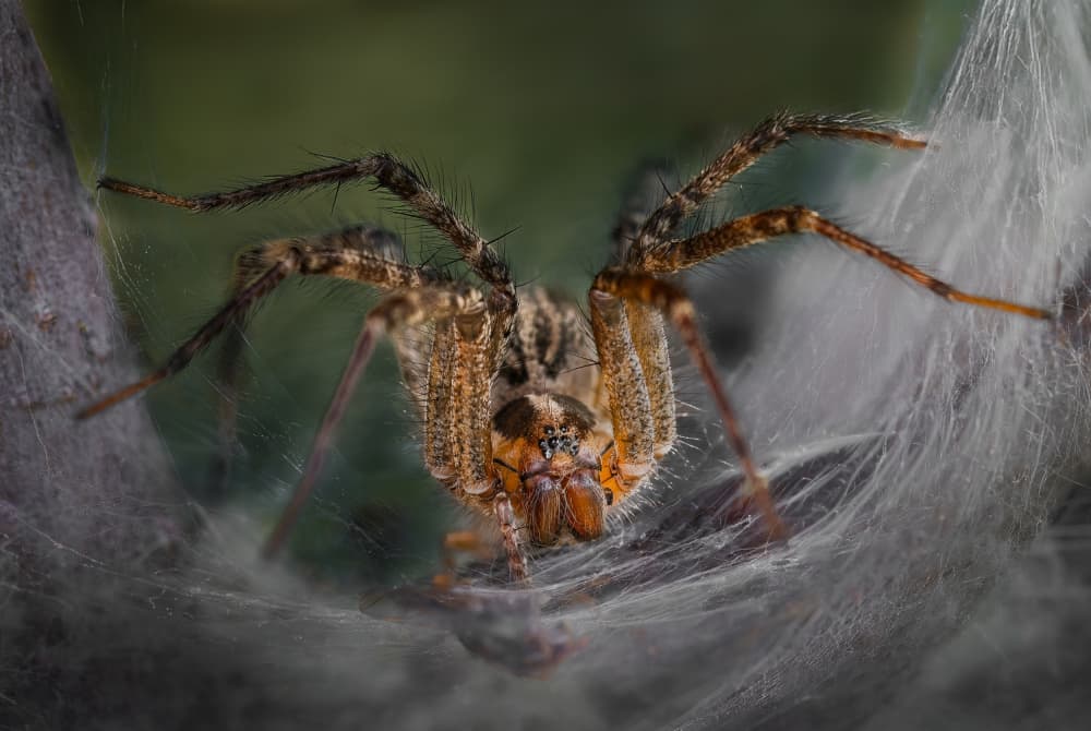 Furry Spider Awaits by Atul Saluja — canvas wall art