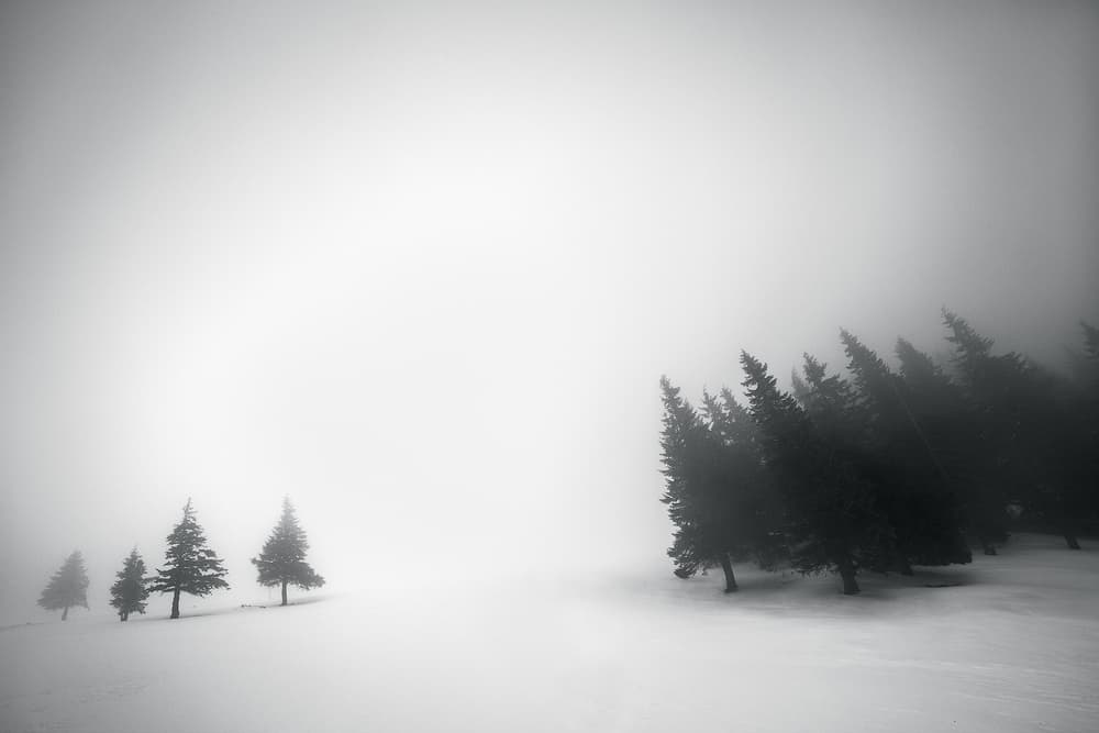 Misty Winter Forest by Szabo Zsolt Andras — canvas wall art