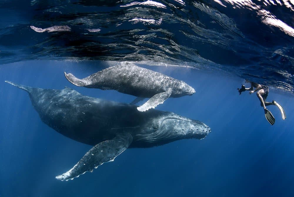 Gentle Giants Underwater by Cédric Péneau — canvas wall art