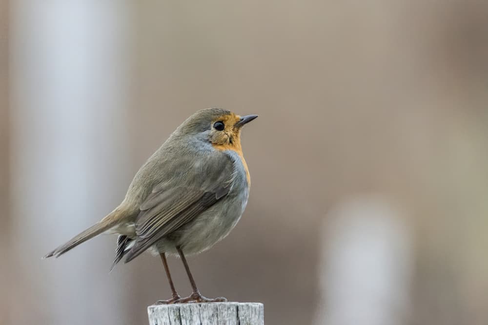 Watchful Garden Robin by alberti Patrick — canvas wall art