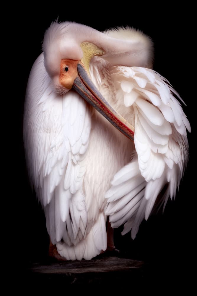 Elegant White Pelican by Eiji Itoyama — canvas wall art