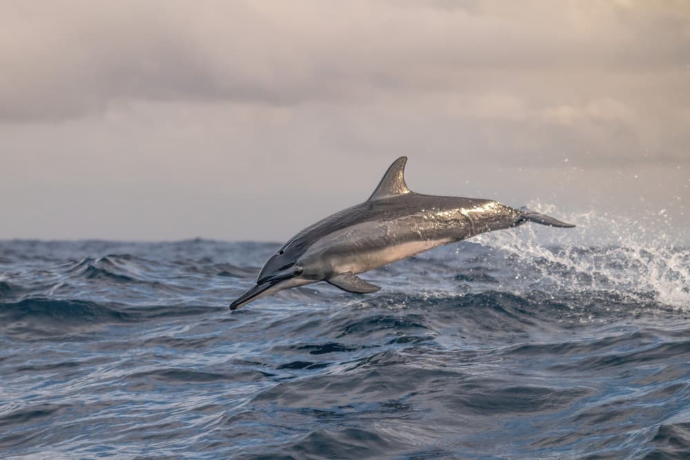Dolphin Leaping Ocean Waves by Serge Melesan — canvas wall art