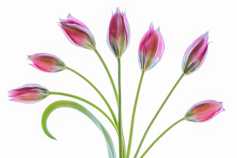 Tulipa by Mandy Disher — canvas wall art