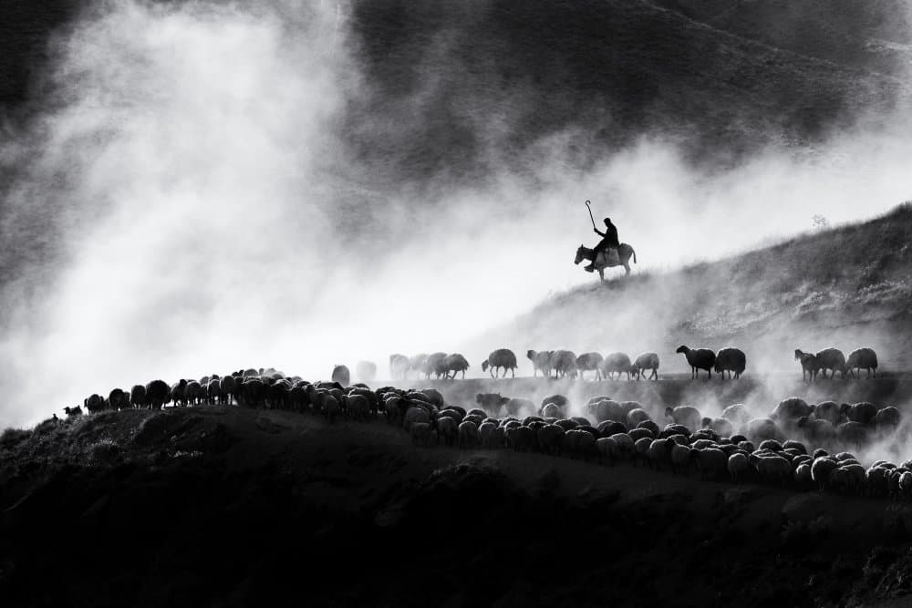 Misty Shepherd Herding by durmusceylan — canvas wall art