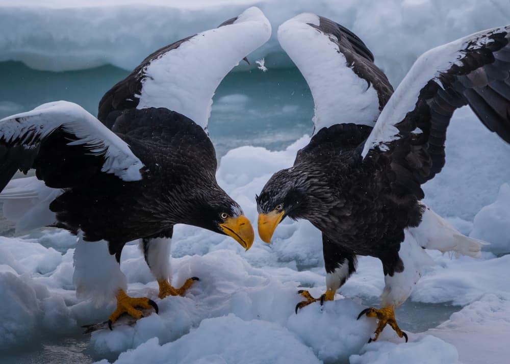Arctic Eagle Encounter by まちゅばら/Hiroki Matsubara — canvas wall art