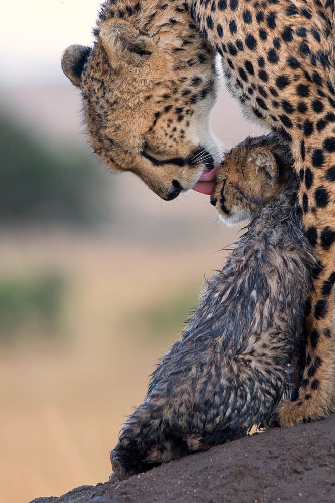 Cheetah Mother's Love by Mohammed Alnaser — canvas wall art