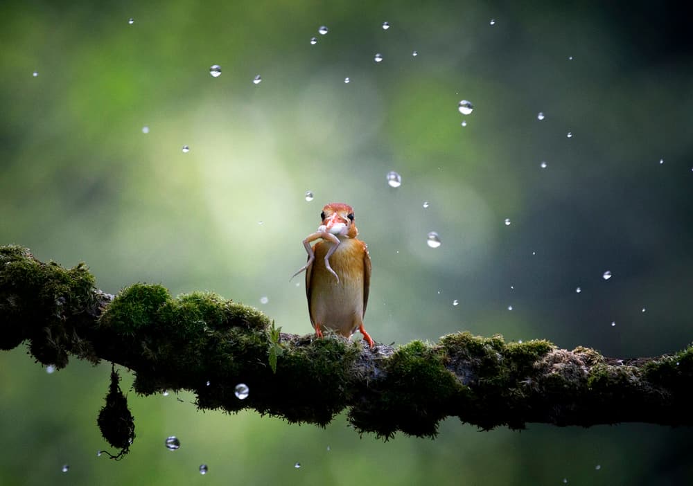 Kingfisher Hunting in Rain by Angela Muliani Hartojo — canvas wall art