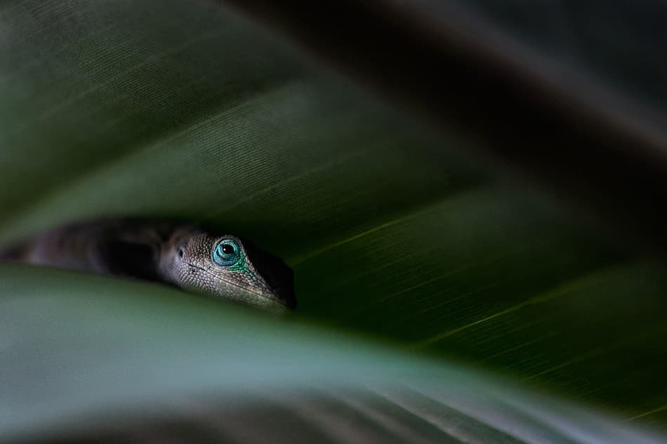 Hidden Lizard Gaze by Carl Bostek — canvas wall art
