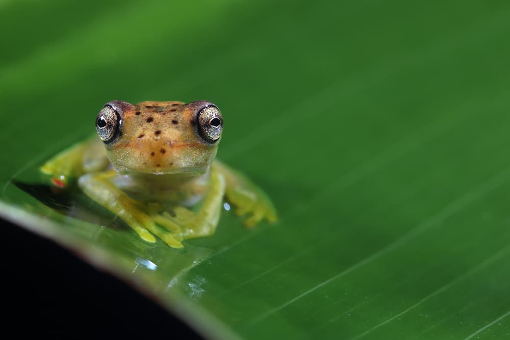 Curious Glass Frog by Nicolás Merino — canvas wall art