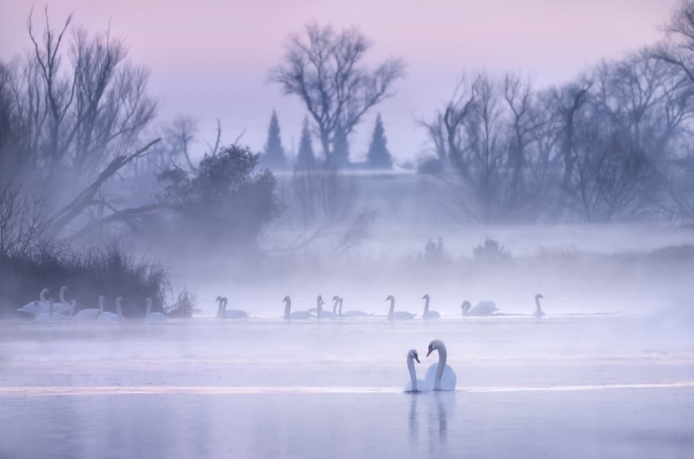 Misty Morning Swans by Joan Zhang — canvas wall art