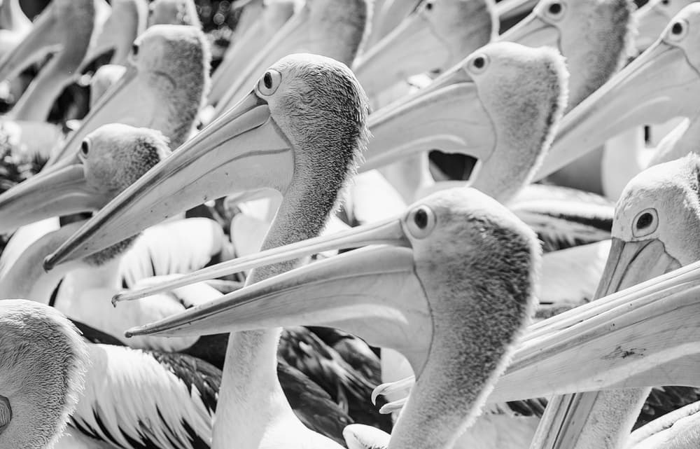 A Crowd Of Pelicans by Andi Halil — canvas wall art
