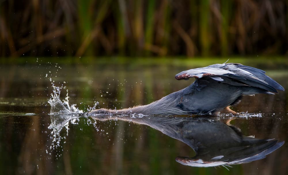Heron Fishing Splash by verdon — canvas wall art