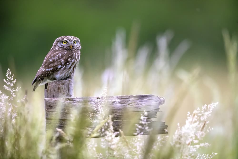 Watchful Little Owl by Marco Redaelli — canvas wall art