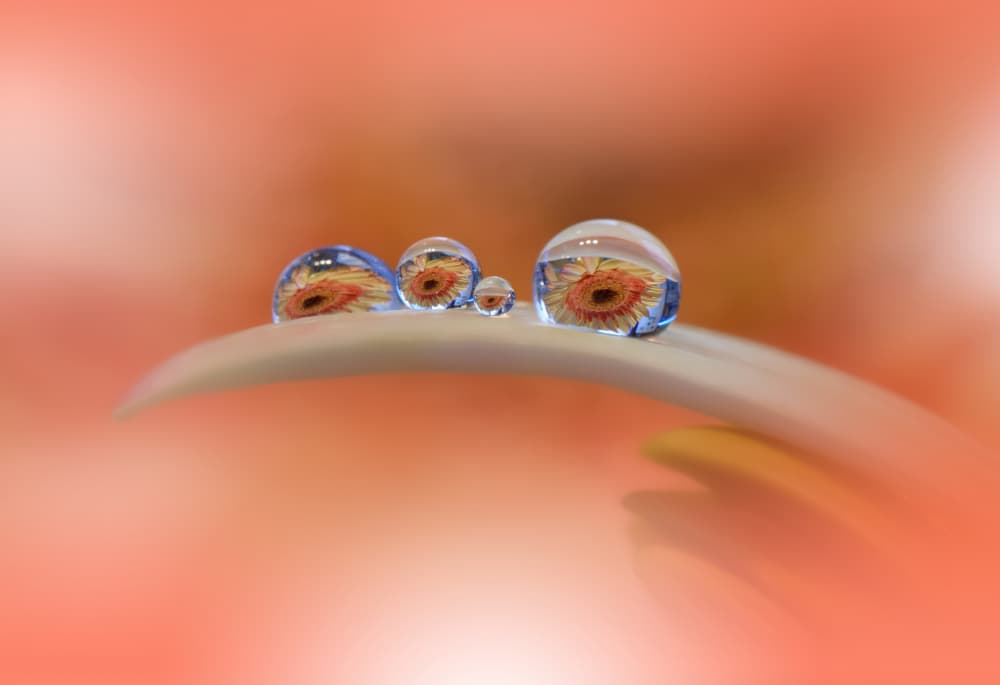 Gerbera Water Reflections by Juliana Nan — canvas wall art