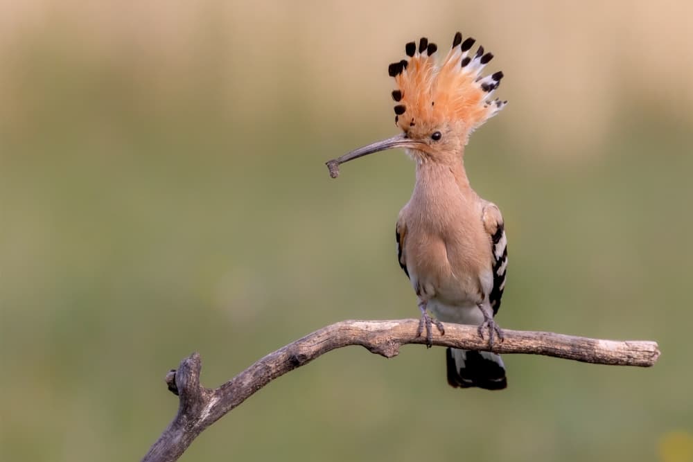 Crested Hoopoe Bird by GENNARO DI NOTO — canvas wall art