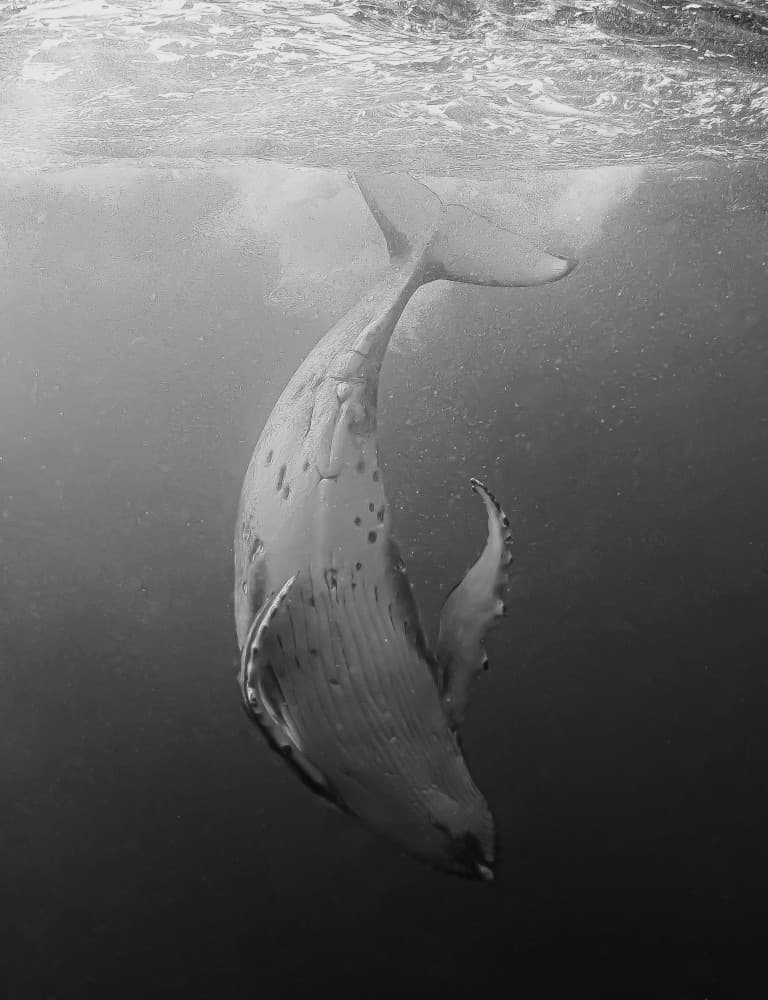 Majestic Whale Dive by KIMIO KOBAYASHI — canvas wall art