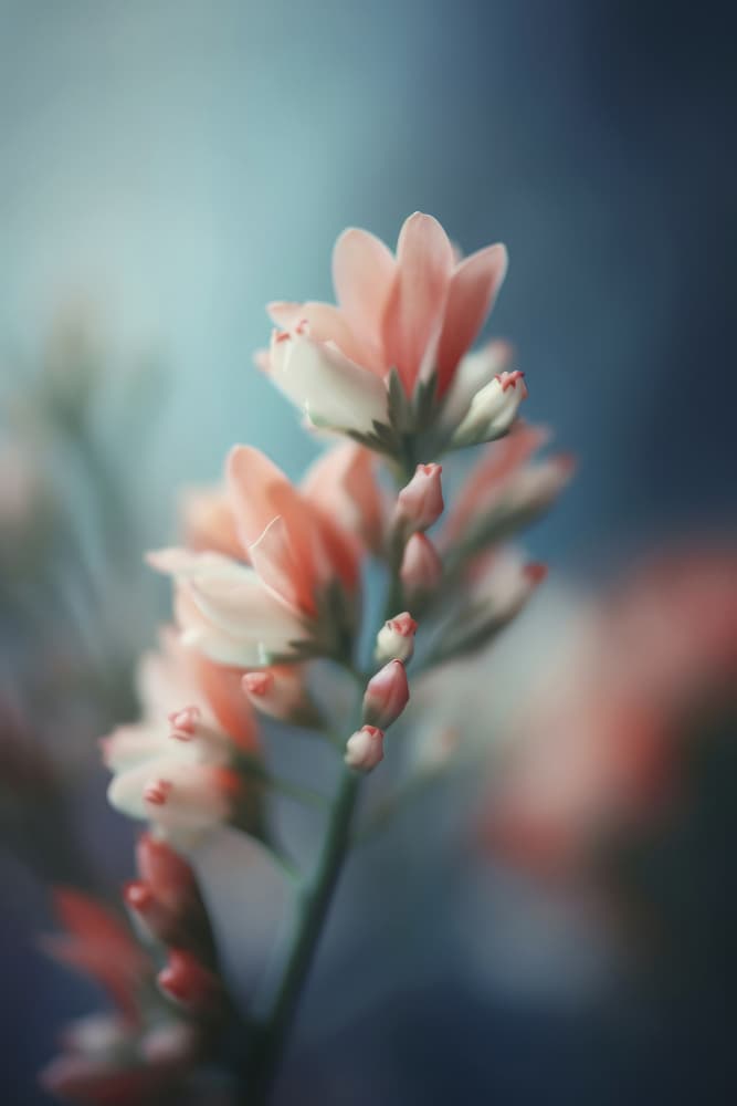 Ethereal Blossoms by Treechild — canvas wall art