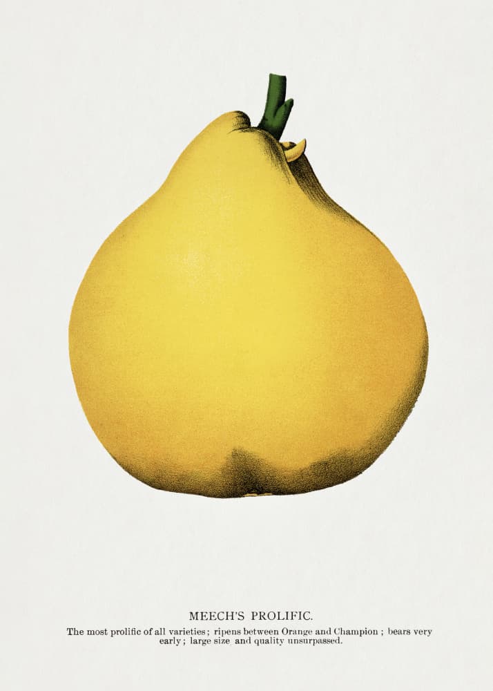 Meech's Prolific Pear Lithograph by Botanical Specimen Rochester Lithographing — canvas wall art