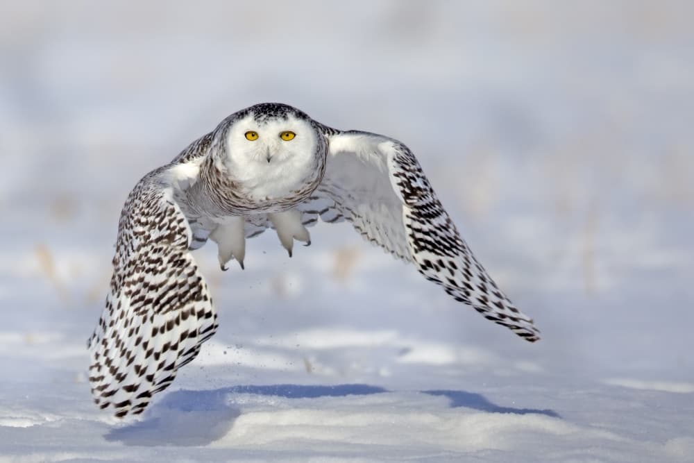 Snowy Owl In Flight by Peter Stahl — canvas wall art