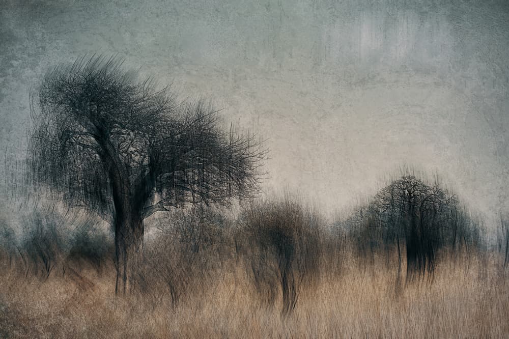 Dreamy Bare Trees by Jan van der Linden — canvas wall art