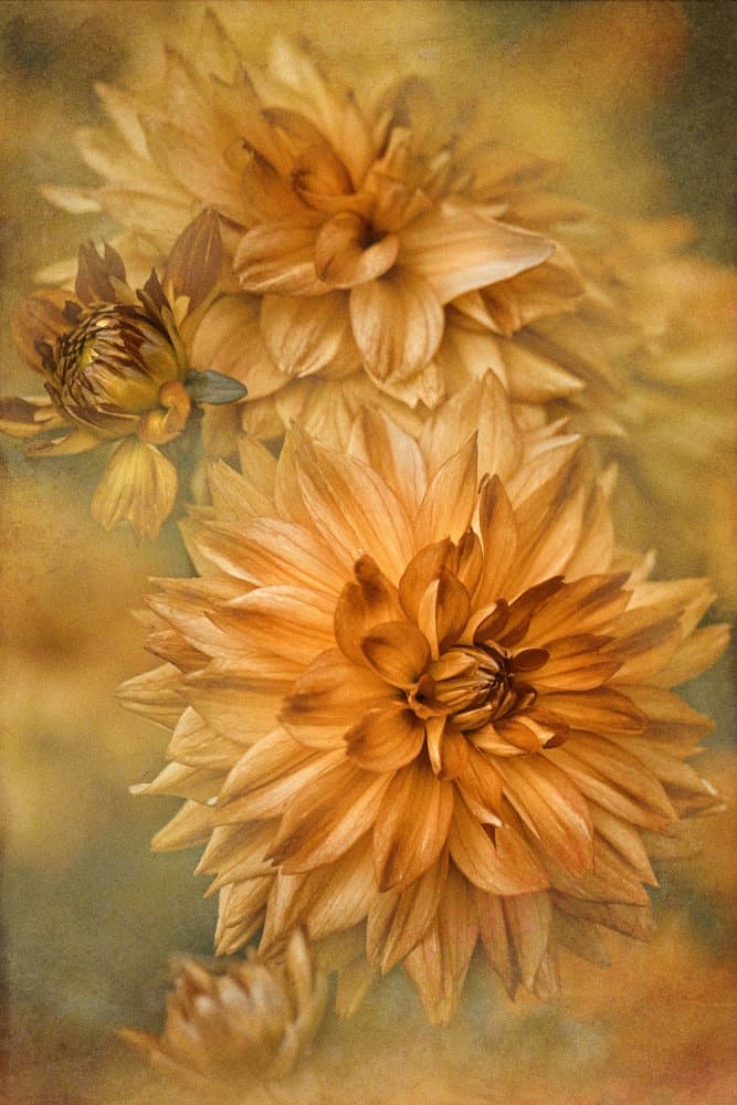Golden Autumn Dahlias by Jacky Parker — canvas wall art
