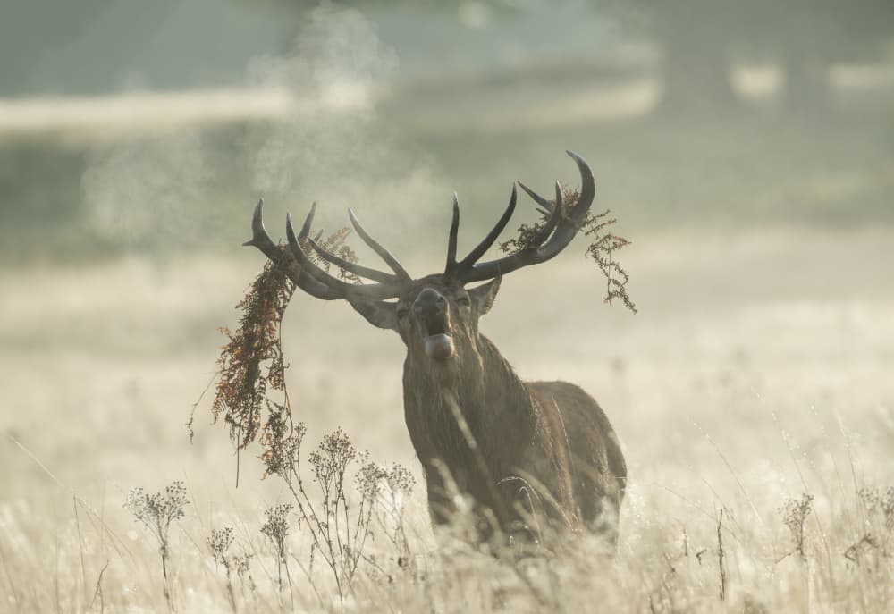 Wild Stag Bellowing by Radojica Jevric fotorax — canvas wall art