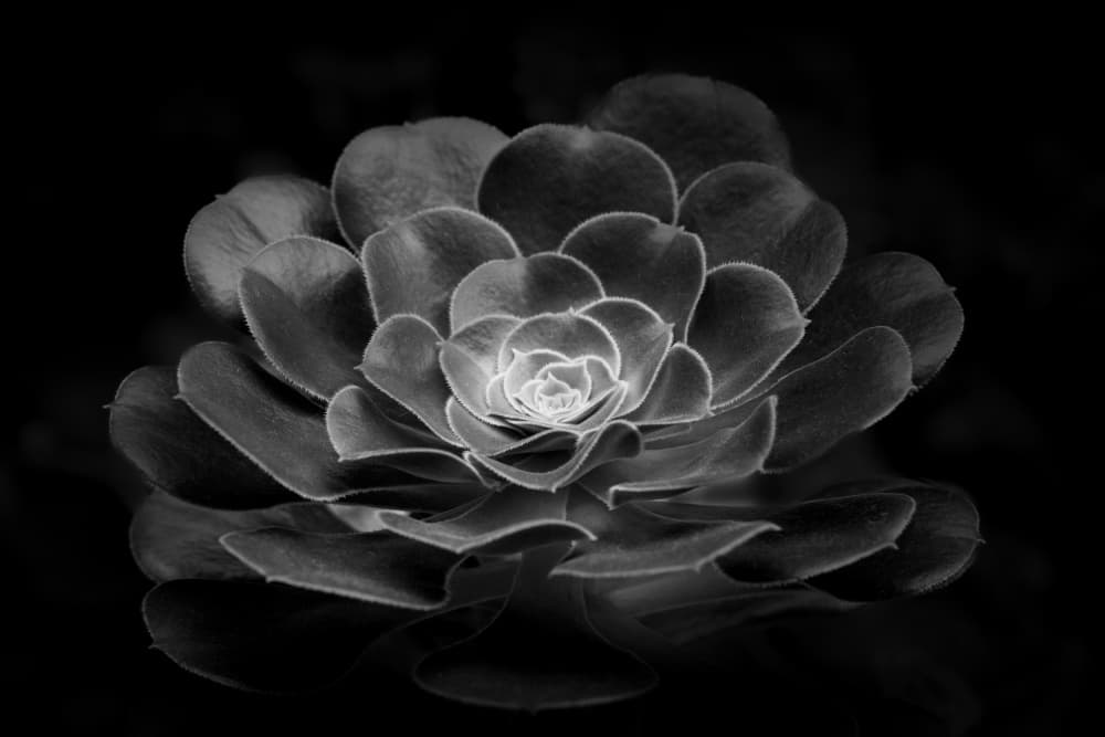 Monochrome Succulent Form by TWEE LIANG WONG — canvas wall art