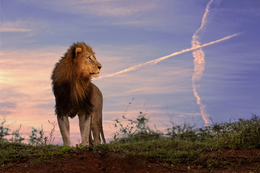 African Lion Sunset by Amnon Eichelberg — canvas wall art