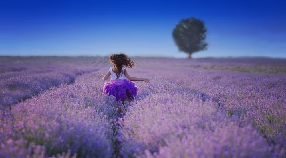 Running Through Lavender Fields by Elena Karagyozova — canvas wall art