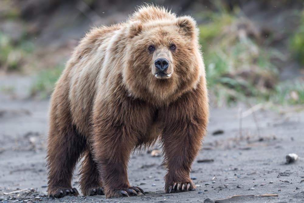 Majestic Grizzly Bear by Jeffrey C. Sink — canvas wall art