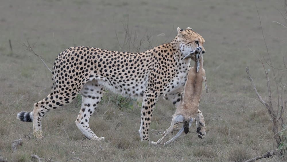 Cheetah Carrying Prey by Sheila Xu — canvas wall art