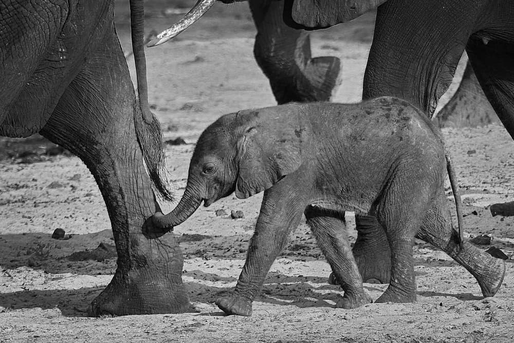Baby Elephant Bond by Henk Langerak — canvas wall art