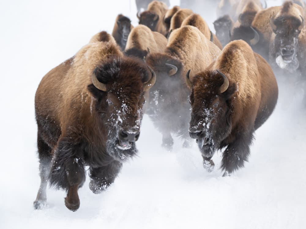 Running Bison Herd by Vicki Lai — canvas wall art