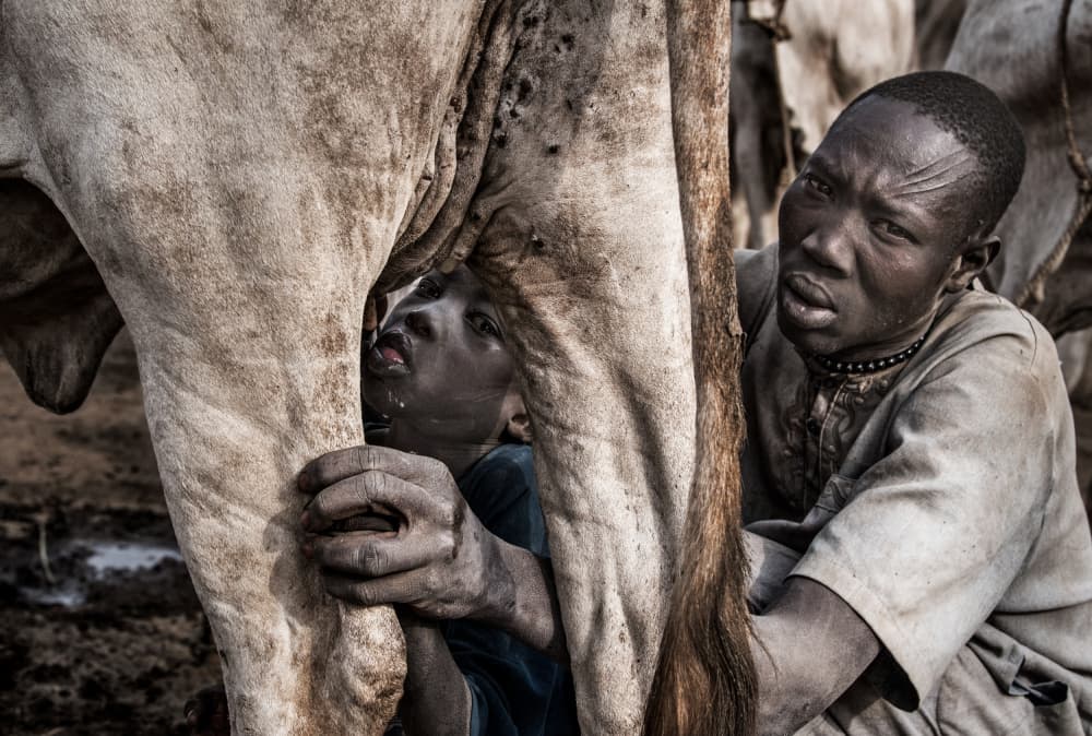 African Boys Milking Cow by Joxe Inazio Kuesta Garmendia — canvas wall art